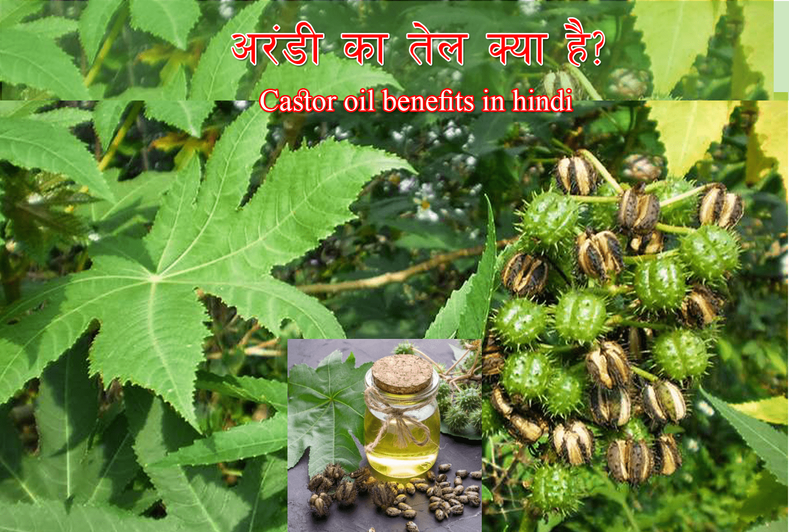 Castor oil in Hindi | Arandi ke tel | castor oil benefits in Hindi